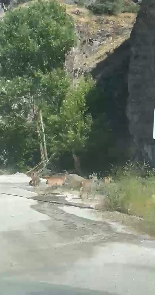 Malatya'da yaban keçileri karayolunda görüntülendi