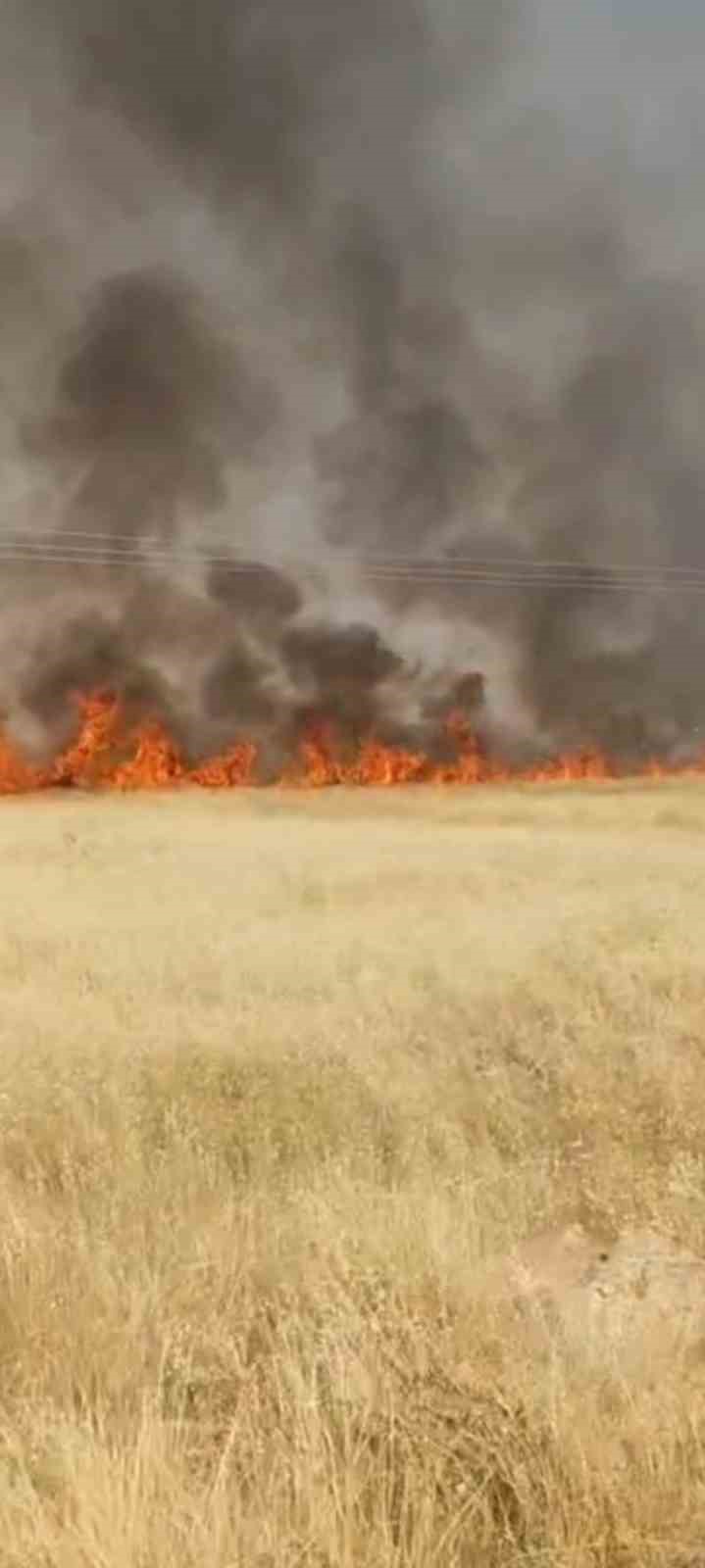 Şanlıurfa'da 45 dönüm buğday ekili alan yandı