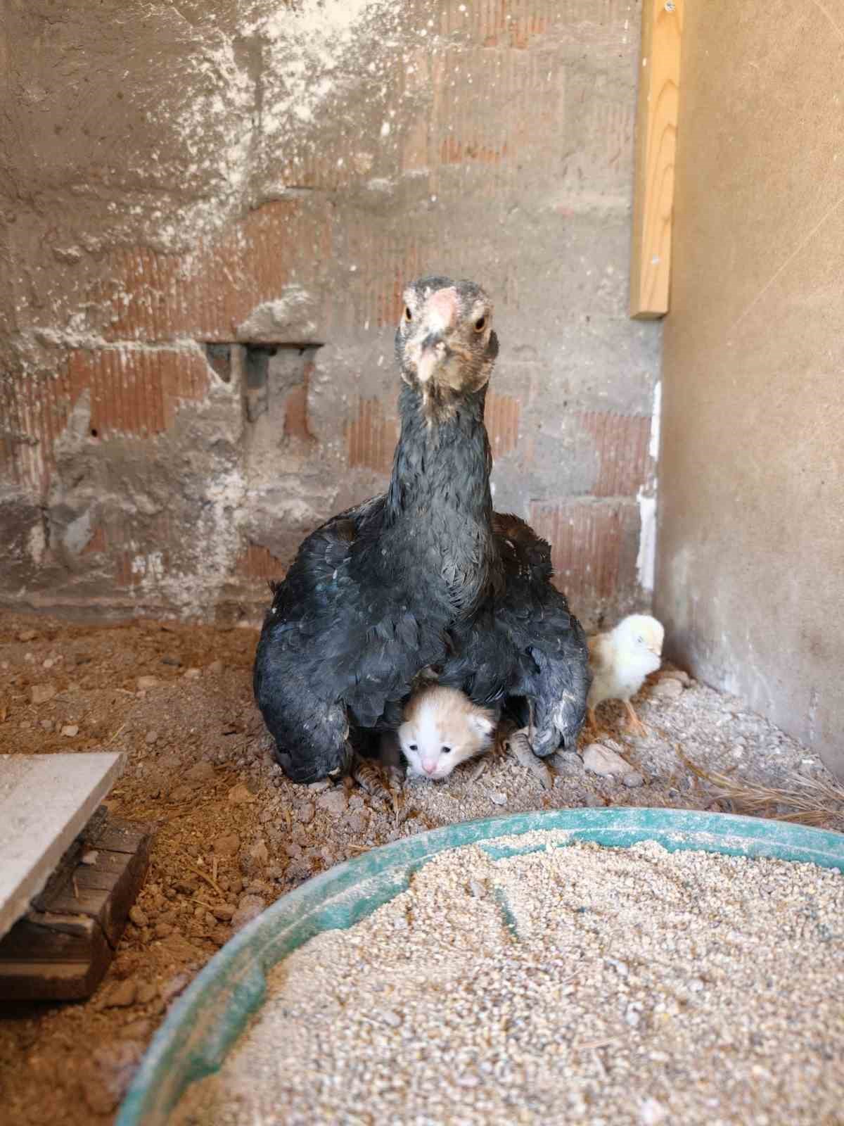 Kümesin davetsiz misafiri yavru kedi anne tavuğun altına sığındı