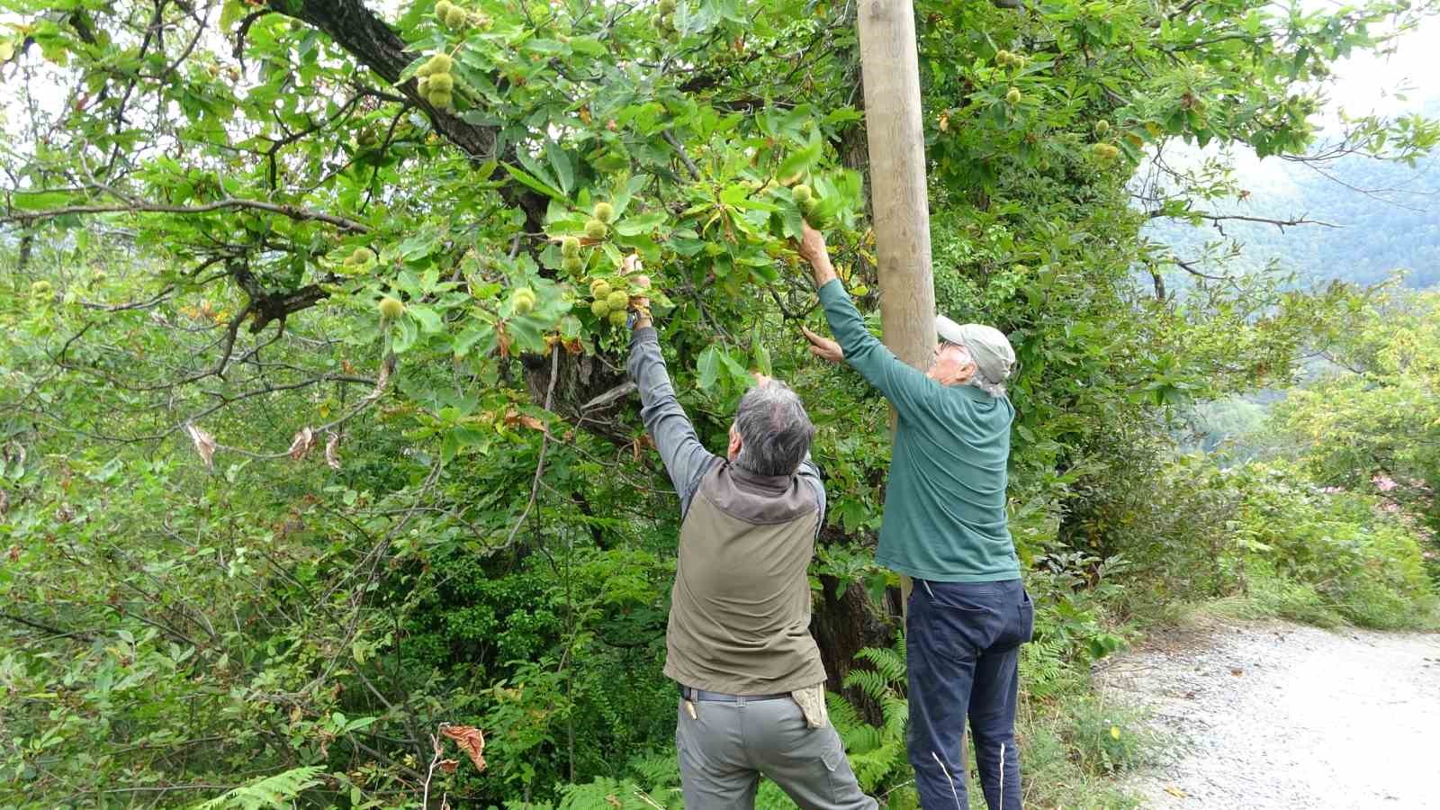 Kastamonu’da kestane vatandaşların yüzünü güldürüyor: Ormanlardan toplanıyor, 350 liraya kadar alıcı buluyor
