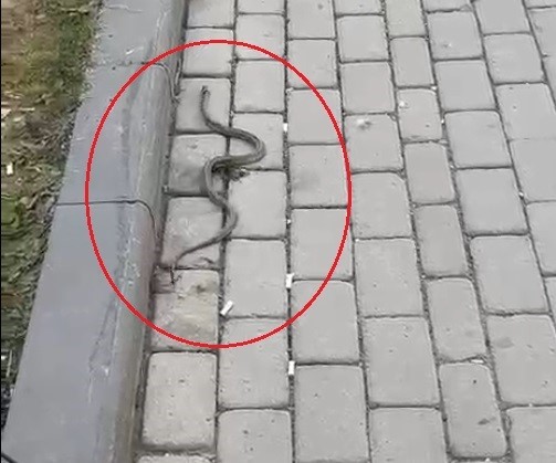 BAYBURT'TA YERLEŞİM ALANLARINDA TİLKİ VE YILAN GÖRÜLDÜ