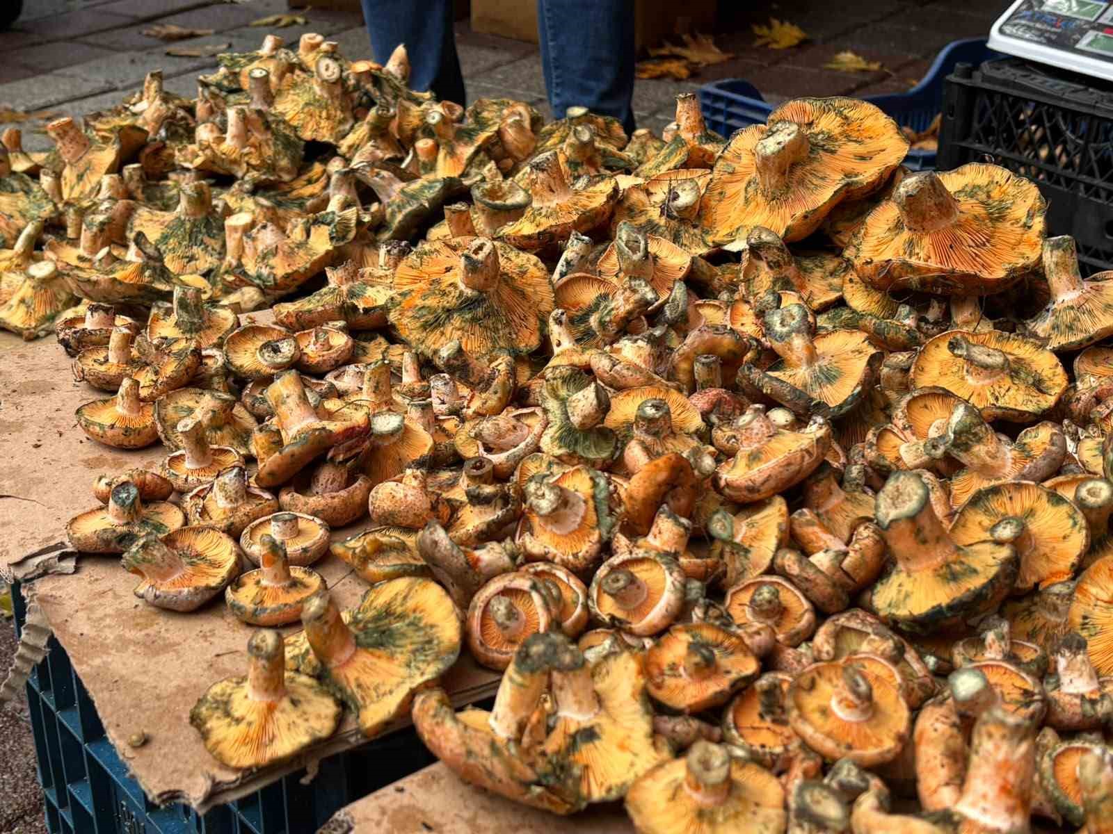 TAVŞANLI'DA MELKİ MANTARI HAREKETLİLİĞİ BAŞLADI