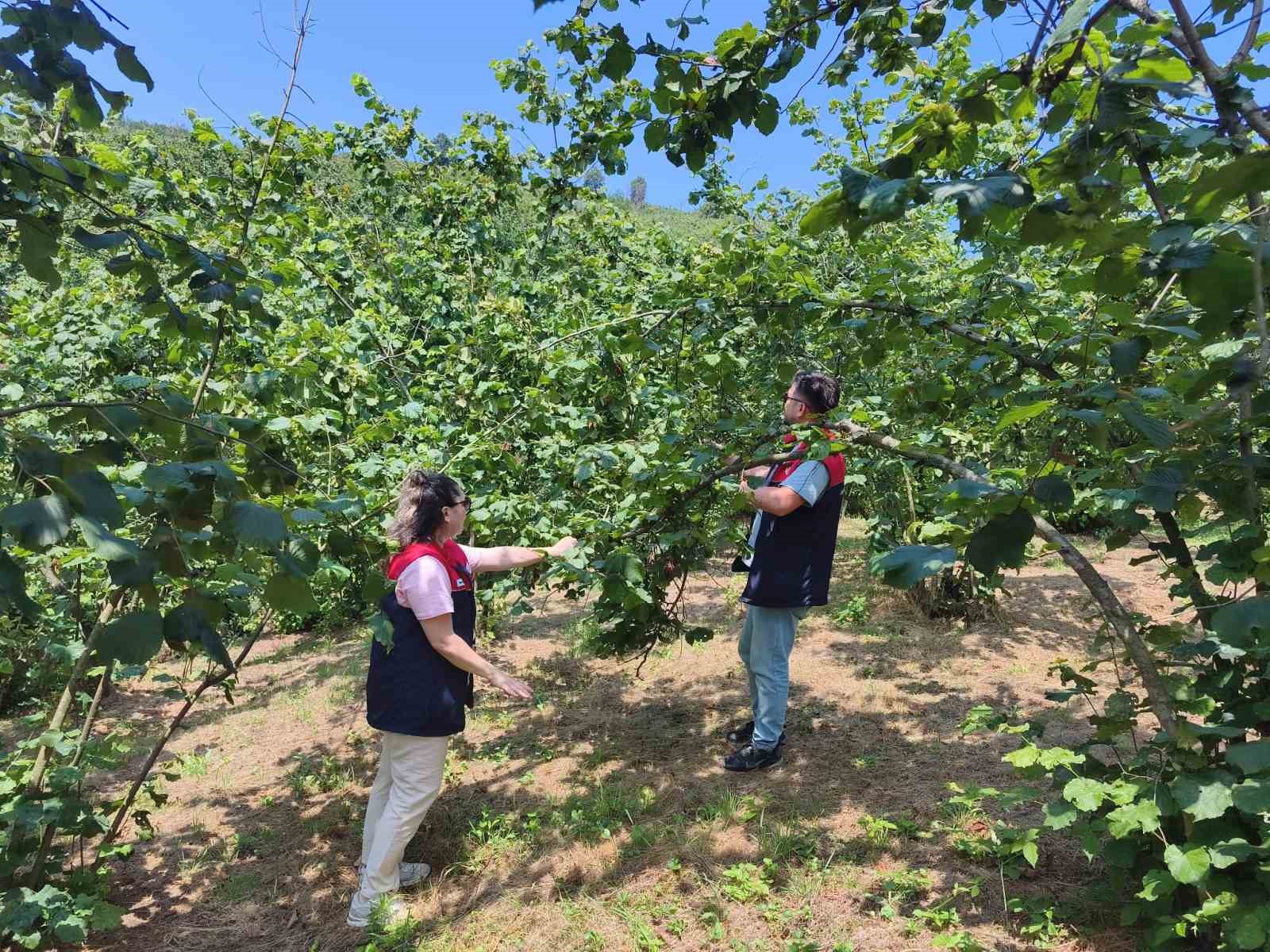 Düzce'de 2026 yılı fındık hasat tarihleri belirlendi