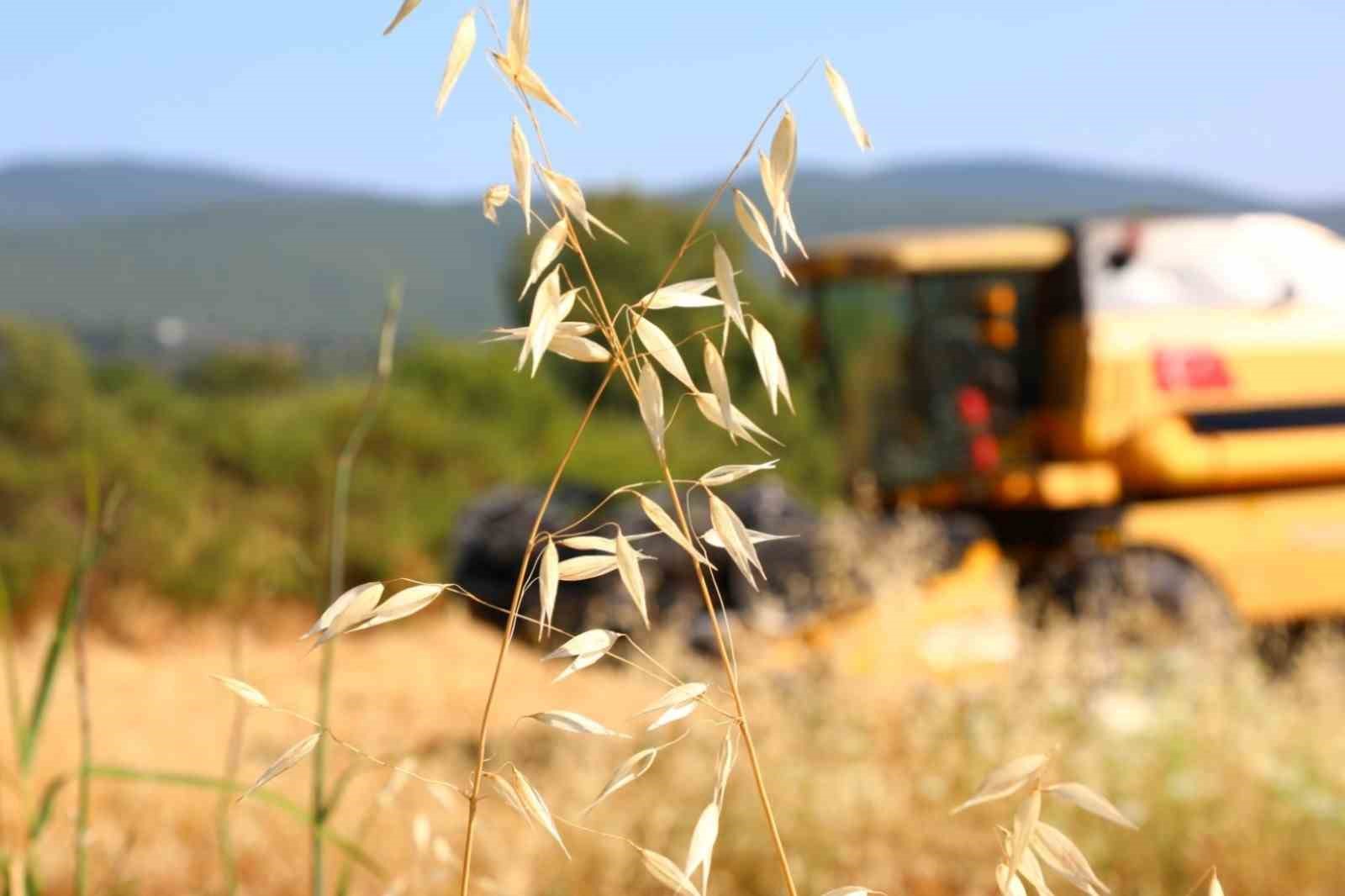 Bodrum Belediyesi’nden karakılçık buğdayı hasadı