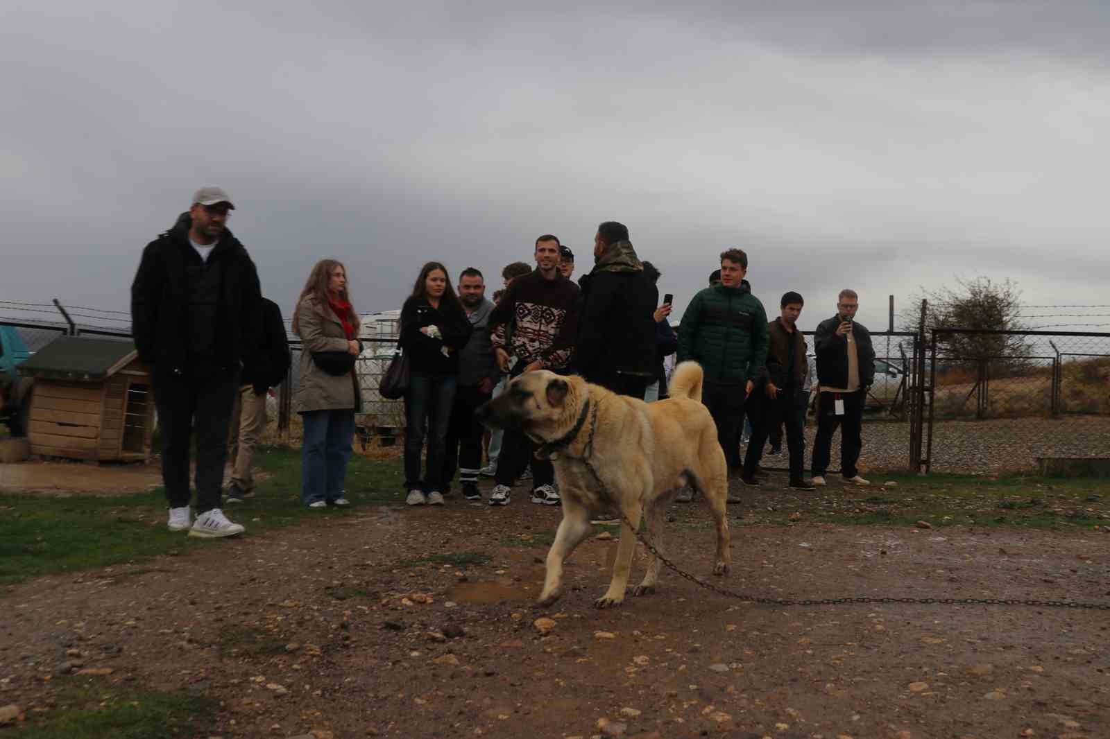 CESARETİ, SADAKATİ VE KORUMA İÇGÜDÜSÜ İLE DÜNYAYA NAM SALAN KANGAL KÖPEKLERİ TURİZM ELÇİSİ OLMAYA DEVAM EDİYOR. ERASMUS PROJESİ ÇERÇEVESİNDE SİVAS’TA BİR DİZİ ZİYARETE KATILAN YABANCI UYRUKLU ÖĞRENCİLER, DÜNYANIN EN İYİ SÜRÜ KORUMA KÖPEĞİ OLARAK BİLİNEN KANGALLARI GÖRMEK İSTEDİ. UZMAN KANGAL KÖPEĞİ YETİŞTİRİCİ HÜSEYİN YILDIZ’I ZİYARET EDEN ÖĞRENCİLER, HAYRANLIKLARINI GİZLEYEMEDİ.