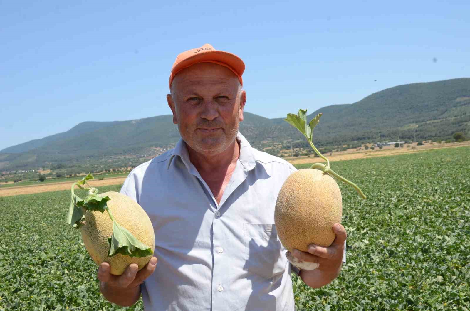 Bilecik'in meşhur Medetli kavununda hasat başladı