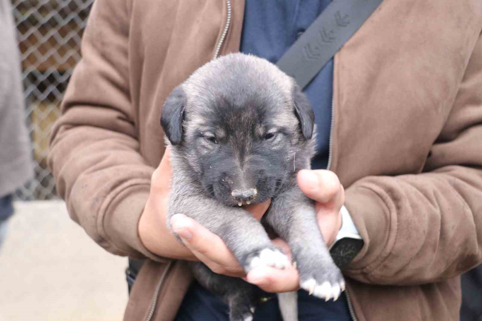 SİVAS’IN DÜNYACA ÜNLÜ MARKASI OLAN KANGAL KÖPEKLERİNİ GÖRMEK İSTEYEN YABANCI UYRUKLU ÖĞRENCİLER HAYRAN KALDI. YAVRU KANGALLARLA YAKINDAN İLGİLENEN ÖĞRENCİLER, BÜYÜK KANGALLARA İSE YAKLAŞMAKTA ZORLANDI.