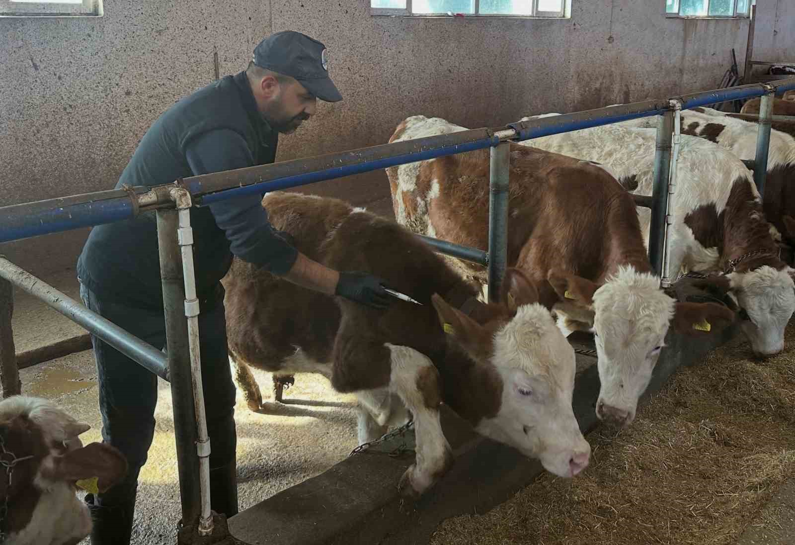 AYDINTEPE’DE ŞAP AŞILAMA ÇALIŞMALARI YENİ YERLEŞİMLERDE DEVAM EDİYOR