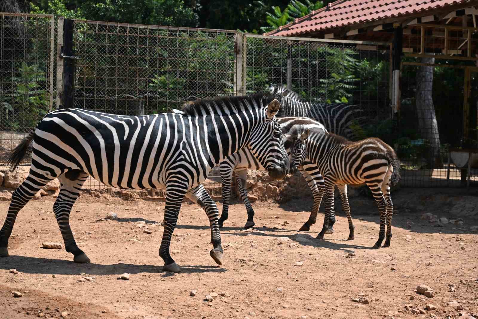 Doğal yaşam parkı yeni yavrularla şenlendi