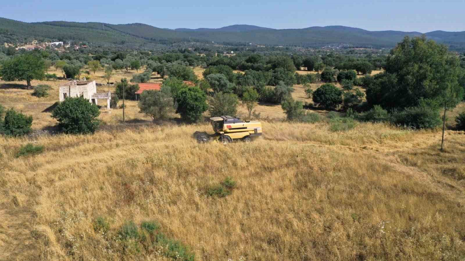 Bodrum Belediyesi’nden karakılçık buğdayı hasadı