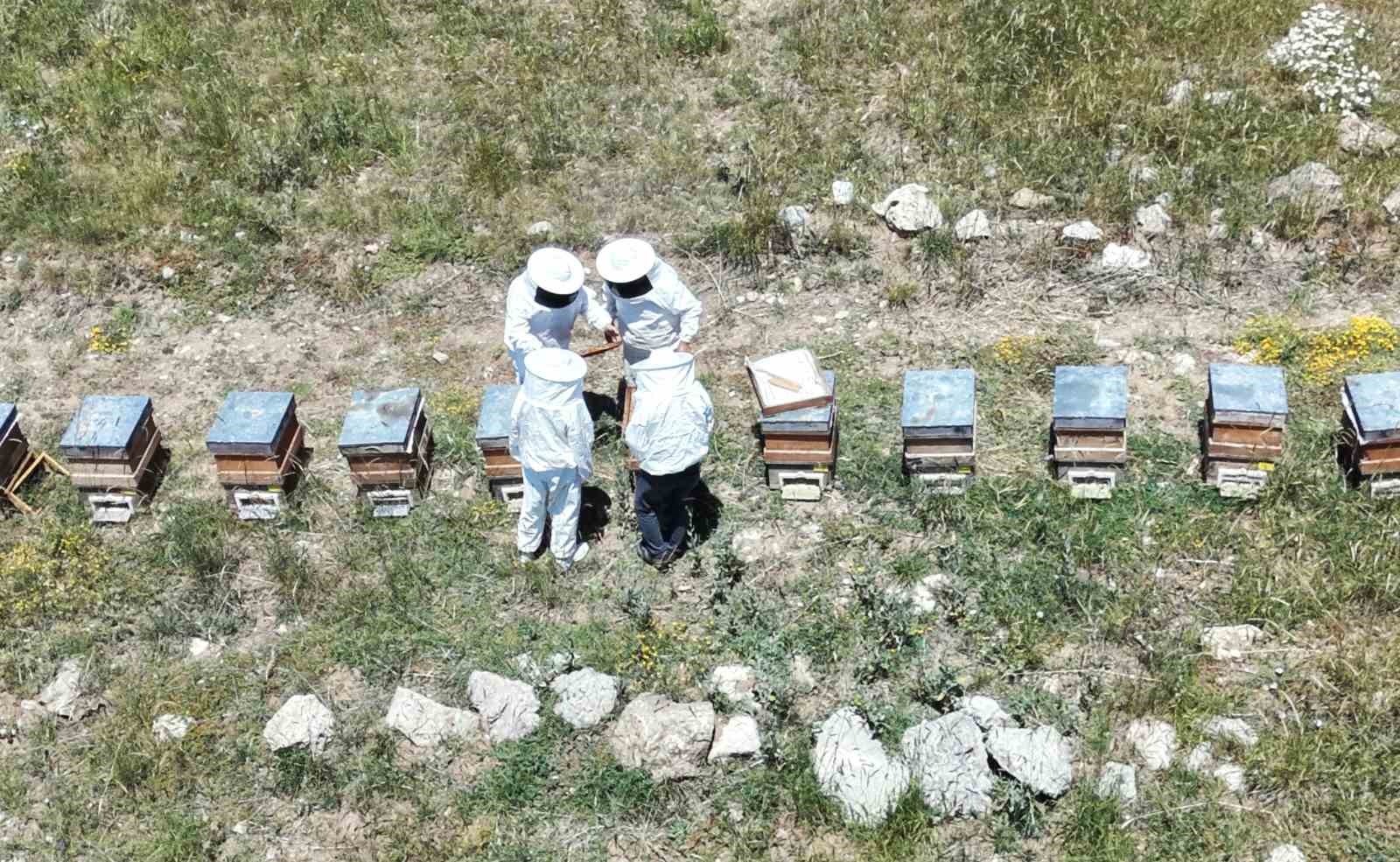 Erzincan’da kovanlar bal doldu, arıcılar hasadı bekliyor