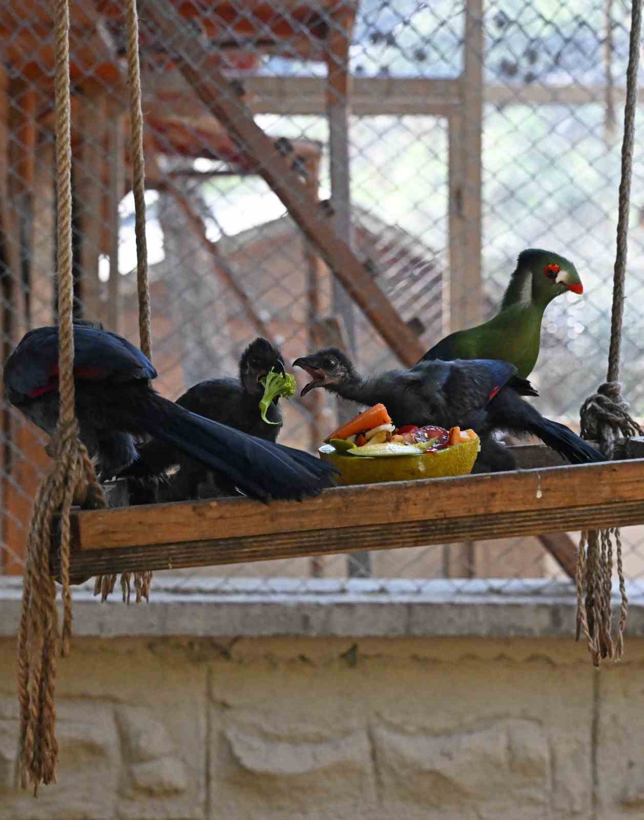 Doğal yaşam parkı yeni yavrularla şenlendi