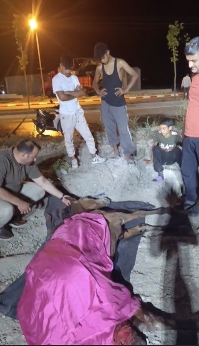 Minibüsün çarptığı başıboş at 'Haybulans' ile tedaviye alındı
