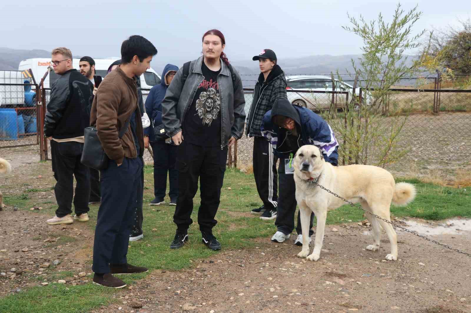 SİVAS’IN DÜNYACA ÜNLÜ MARKASI OLAN KANGAL KÖPEKLERİNİ GÖRMEK İSTEYEN YABANCI UYRUKLU ÖĞRENCİLER HAYRAN KALDI. YAVRU KANGALLARLA YAKINDAN İLGİLENEN ÖĞRENCİLER, BÜYÜK KANGALLARA İSE YAKLAŞMAKTA ZORLANDI.