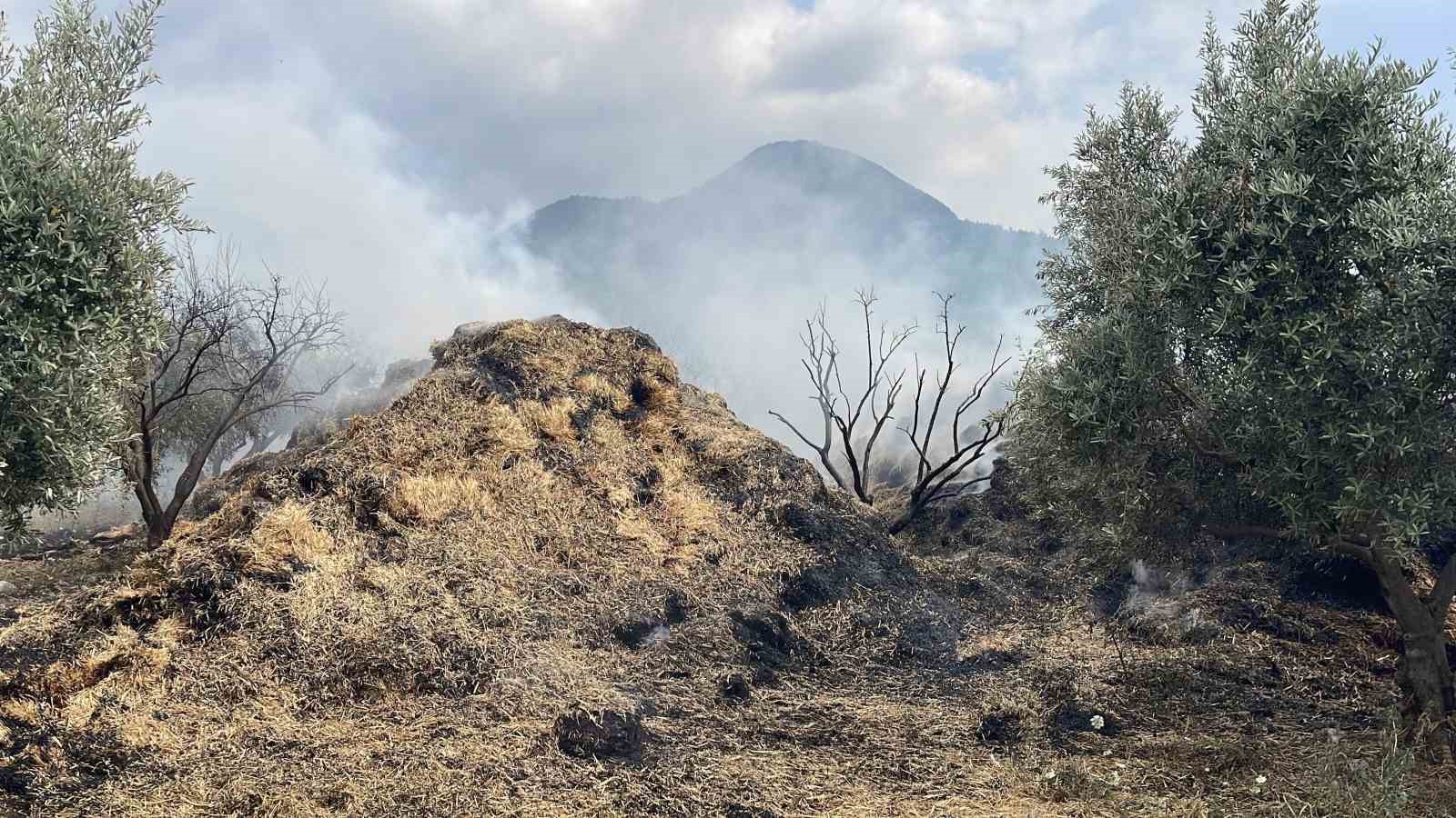 Osmaniye'de bahçedeki saman balyaları yandı, zeytin fidanları zarar gördü