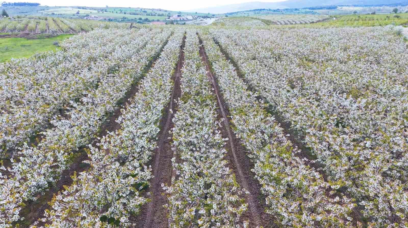 Çiçek açan kiraz ağaçlarının manzarası hayran bıraktı