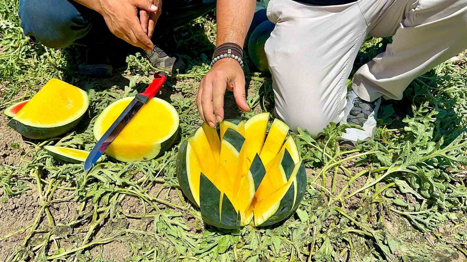 'Tropical Sunshine' üreticinin yüzünü güldürüyor