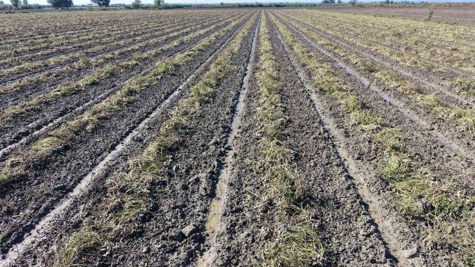 ADANA’NIN KOZAN İLÇESİNDE ETKİLİ OLAN ŞİDDETLİ SAĞANAK YAĞIŞ, YER FISTIĞI HASADINI OLUMSUZ ETKİLEDİ. KAMIŞOBA MAHALLESİ’NDE YAKLAŞIK BİN DÖNÜM ALANDA EKİLİ YER FISTIĞININ YAKLAŞIK 500 DÖNÜMÜNDE HASAT TAMAMLANIRKEN, ÇAMUR İÇİNDE KALAN ÜRÜNLER TARLALARDA GÜNEŞLİ GÜNLERİ BEKLİYOR.