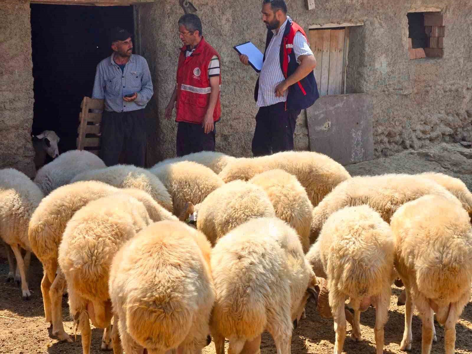 Halk elinde küçükbaş ıslah projelerinde koyun tespit çalışmaları devam ediyor