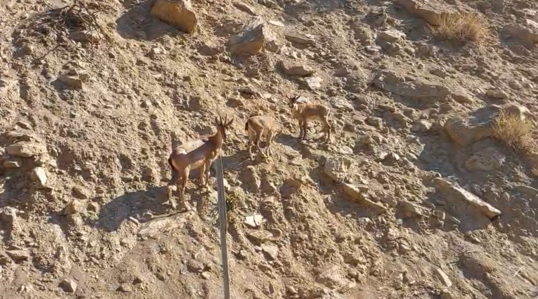 Tunceli’de nesli tükenme tehlikesi altında olan dağ keçileri görüntülendi