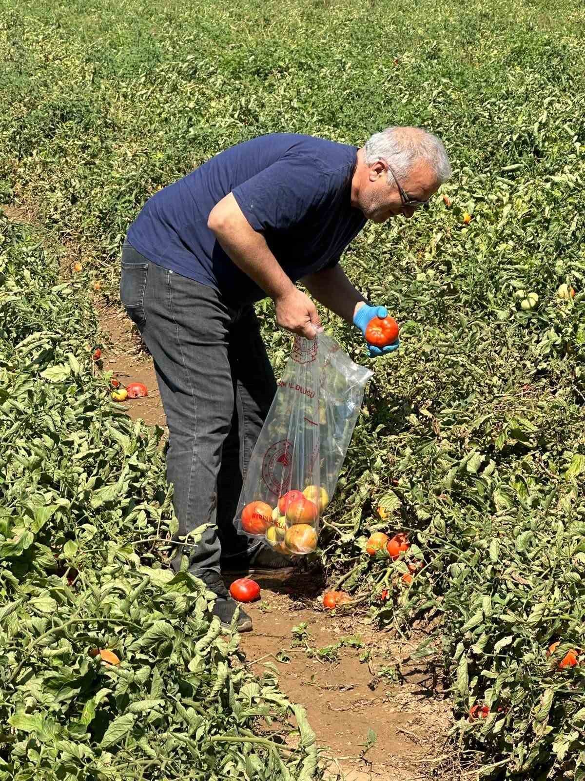 Köşk'te domateste hasat öncesi ilaç kalıntısı denetimi başladı