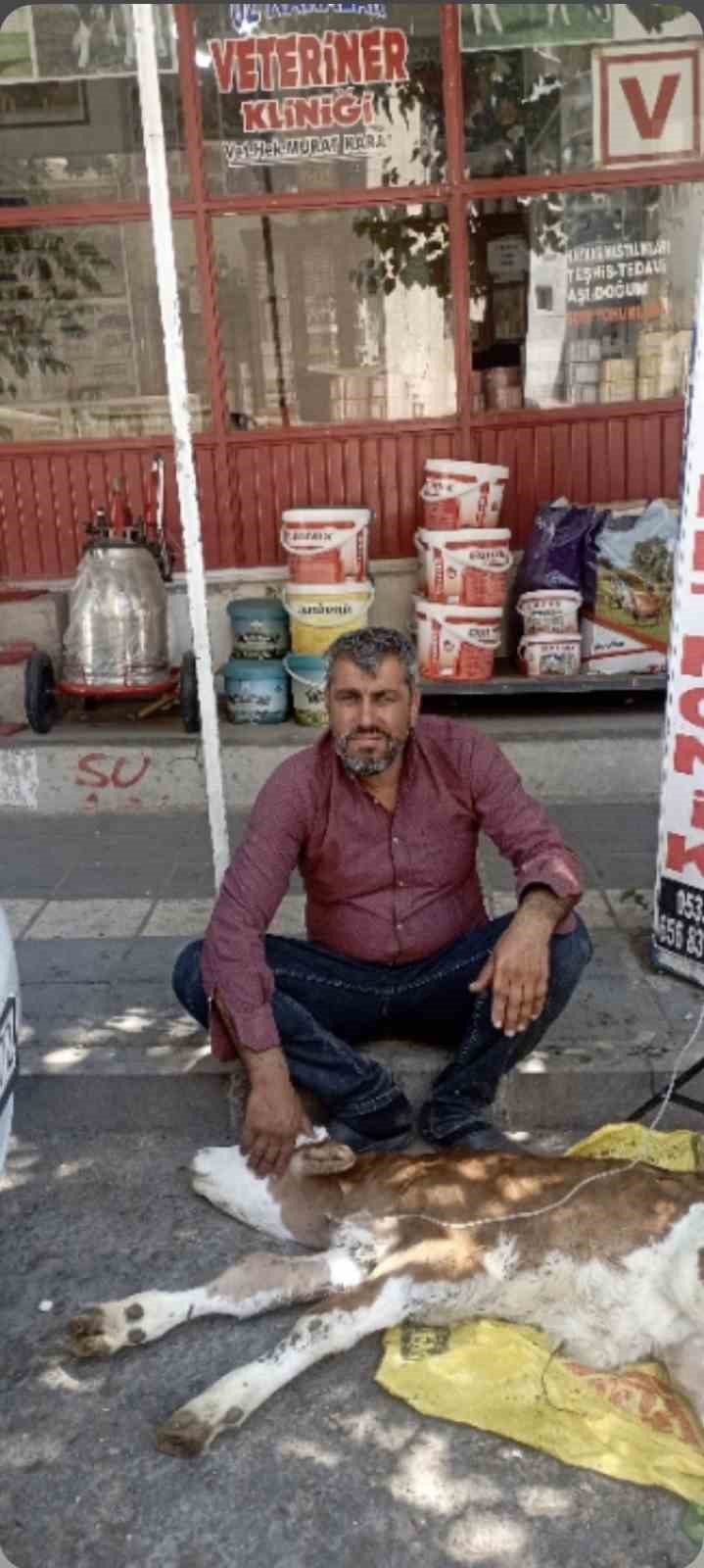 Çermik’te kamyonetten düşen buzağı bulunup sahibine teslim edildi