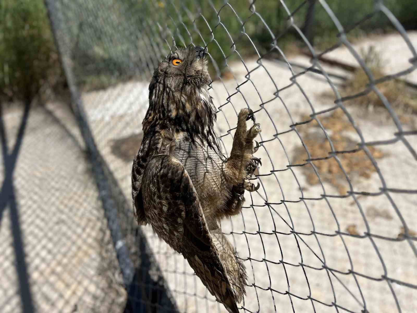 Van’da yaban hayatına şefkat eli: 150 hayvan tedavi edildi