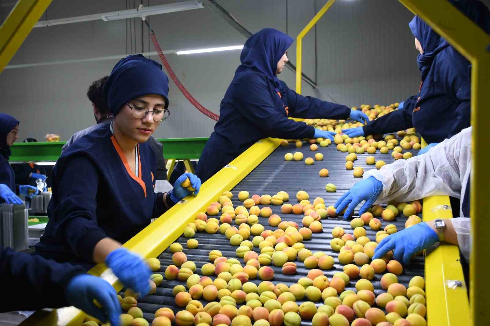Malatya'da yaş kayısı ihracatı başladı