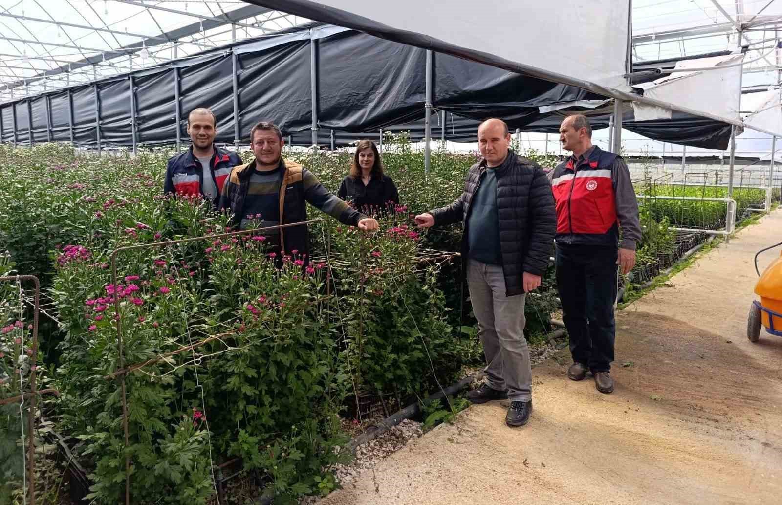 Simav'daki seralarda domatese alternatif kesme çiçek üretimi