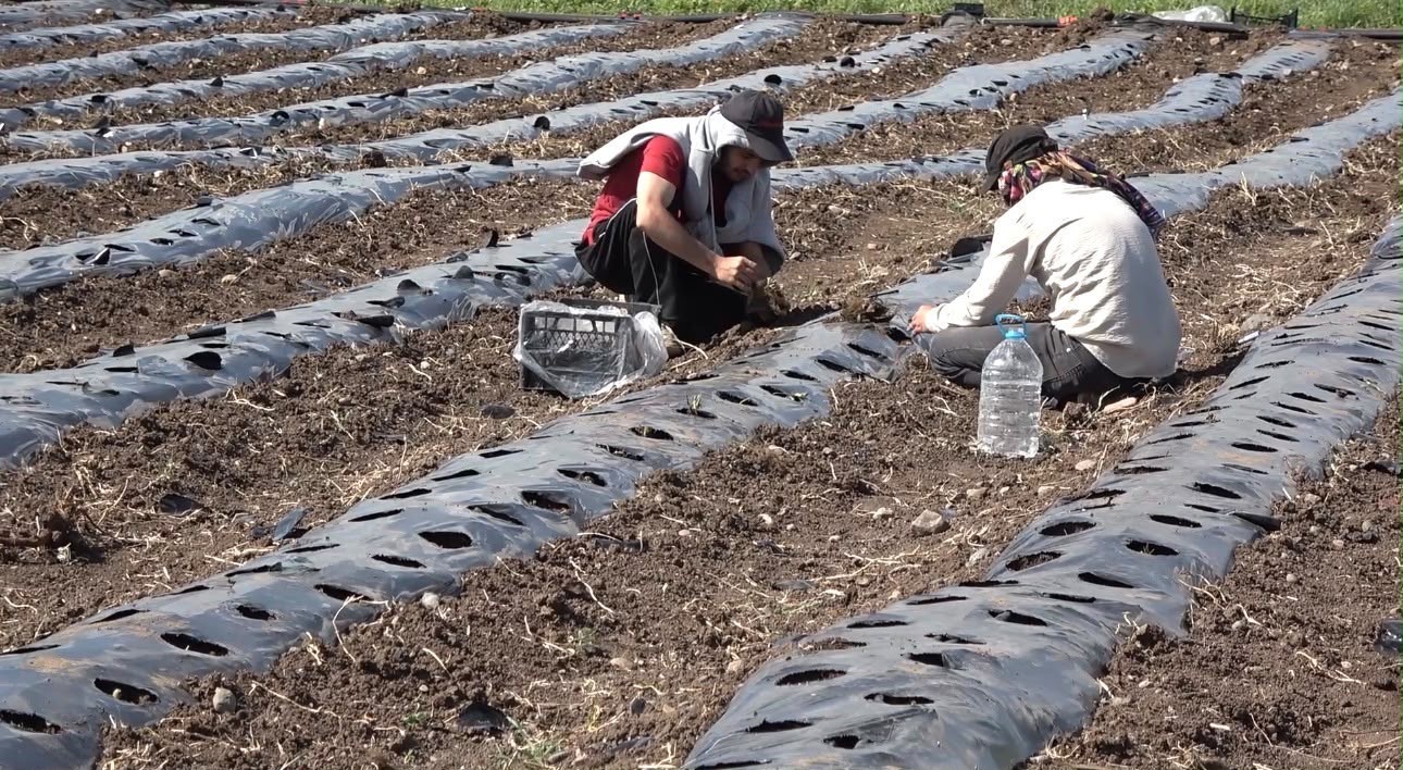 Ağrı’da 300 bin çilek fidesi üreticilerle buluştu