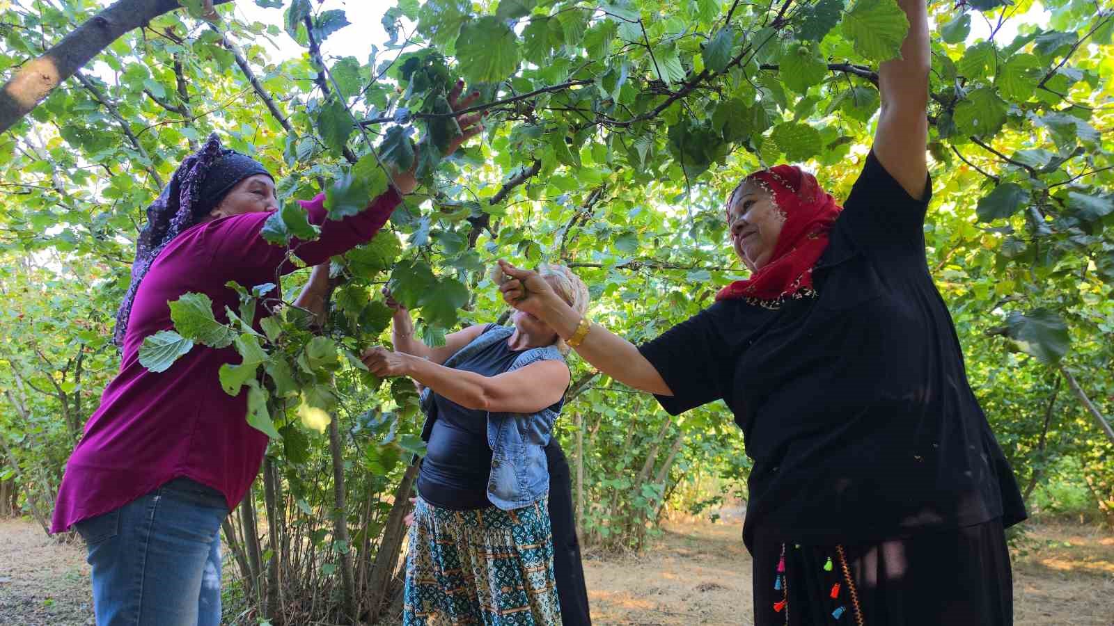 Fındık toplarken fıtık olmayın