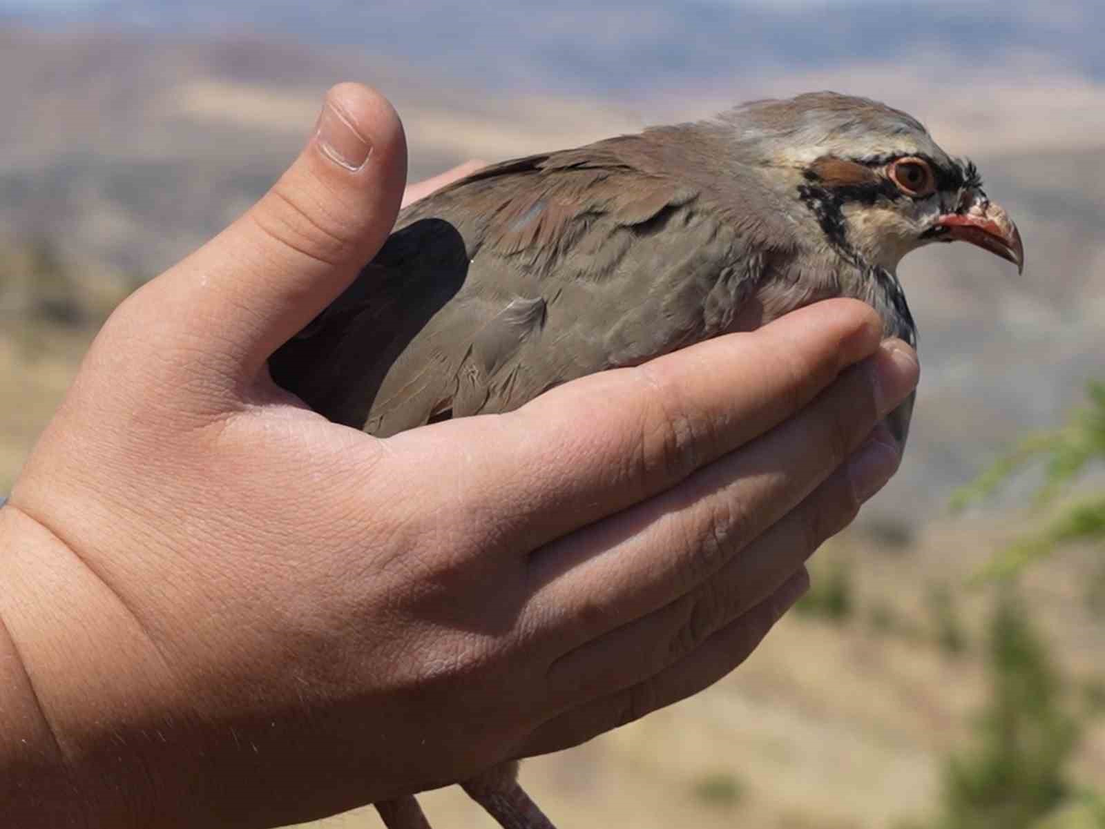 Kene popülasyonuna karşı doğal hamle: Avcı keklikler doğaya salındı