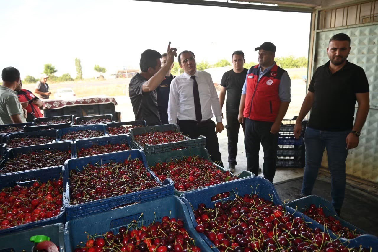 Çay'da kiraz hasadı başladı