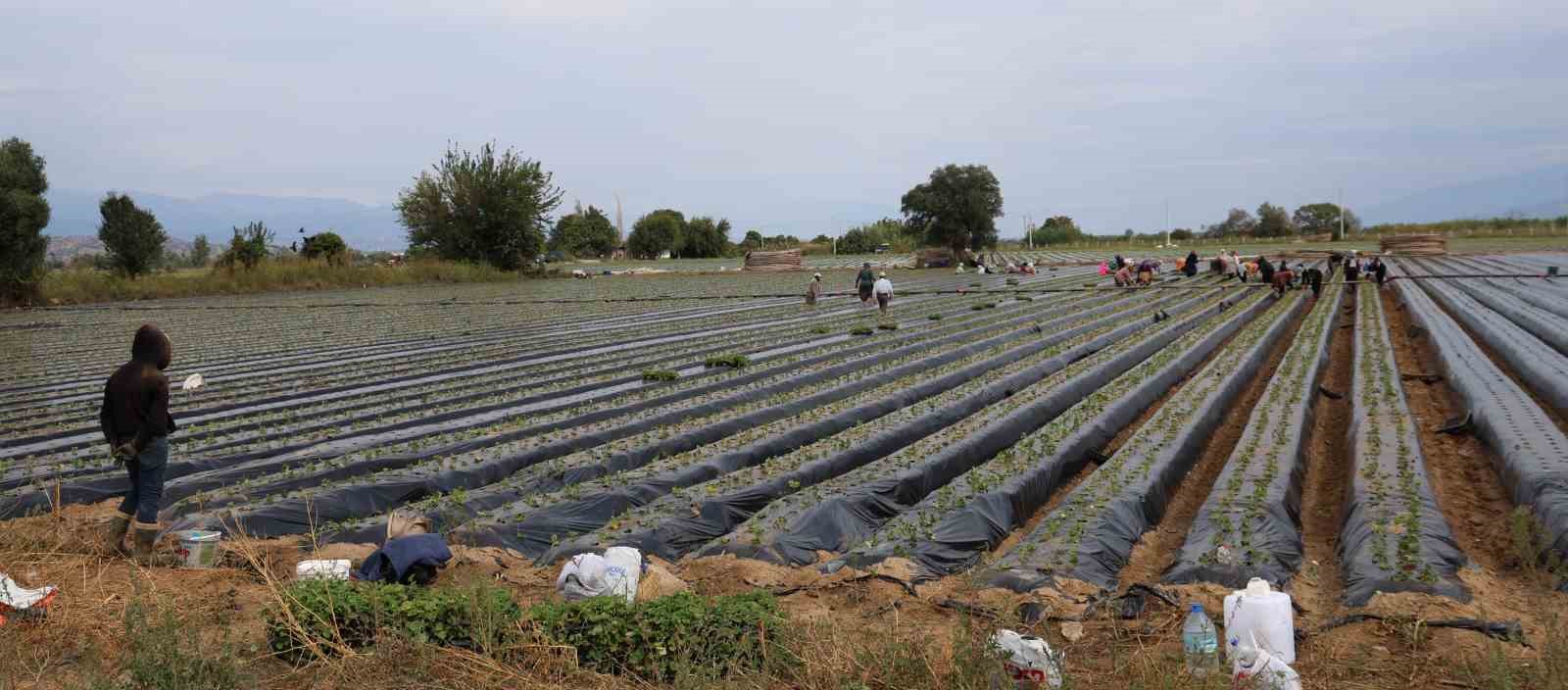 TÜRKİYE'DE EN FAZLA ÇİLEK ÜRETİMİNİN YAPILDIĞI İLLERİN BAŞINDA GELEN AYDIN'DA ÜRETİCİLER YENİ SEZON HAZIRLIKLARI İÇİN TARLAYA İNDİ.