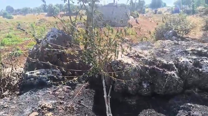 Dicle'de örtü yangını: Onlarca meyve ağacı alevlere teslim oldu