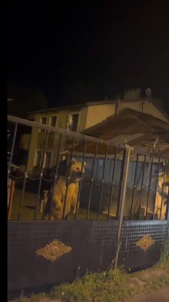 Sarıkamış'ta bu kez roller değişti: Vatandaş dışarıda bekledi, ayılar bahçede misafir oldu