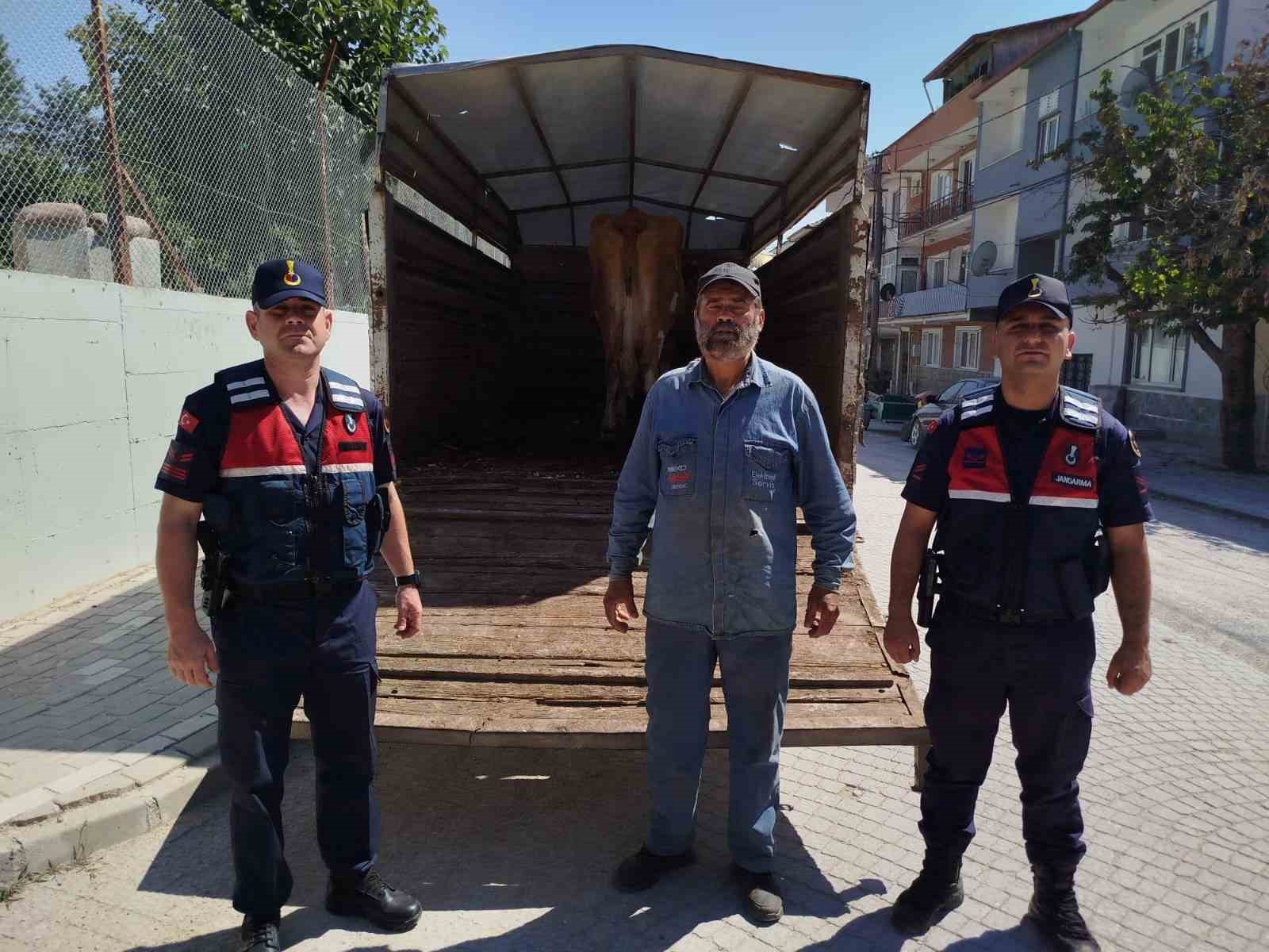 Eskişehir'de hırsızlık: Kayıp 4 büyükbaştan biri bulundu