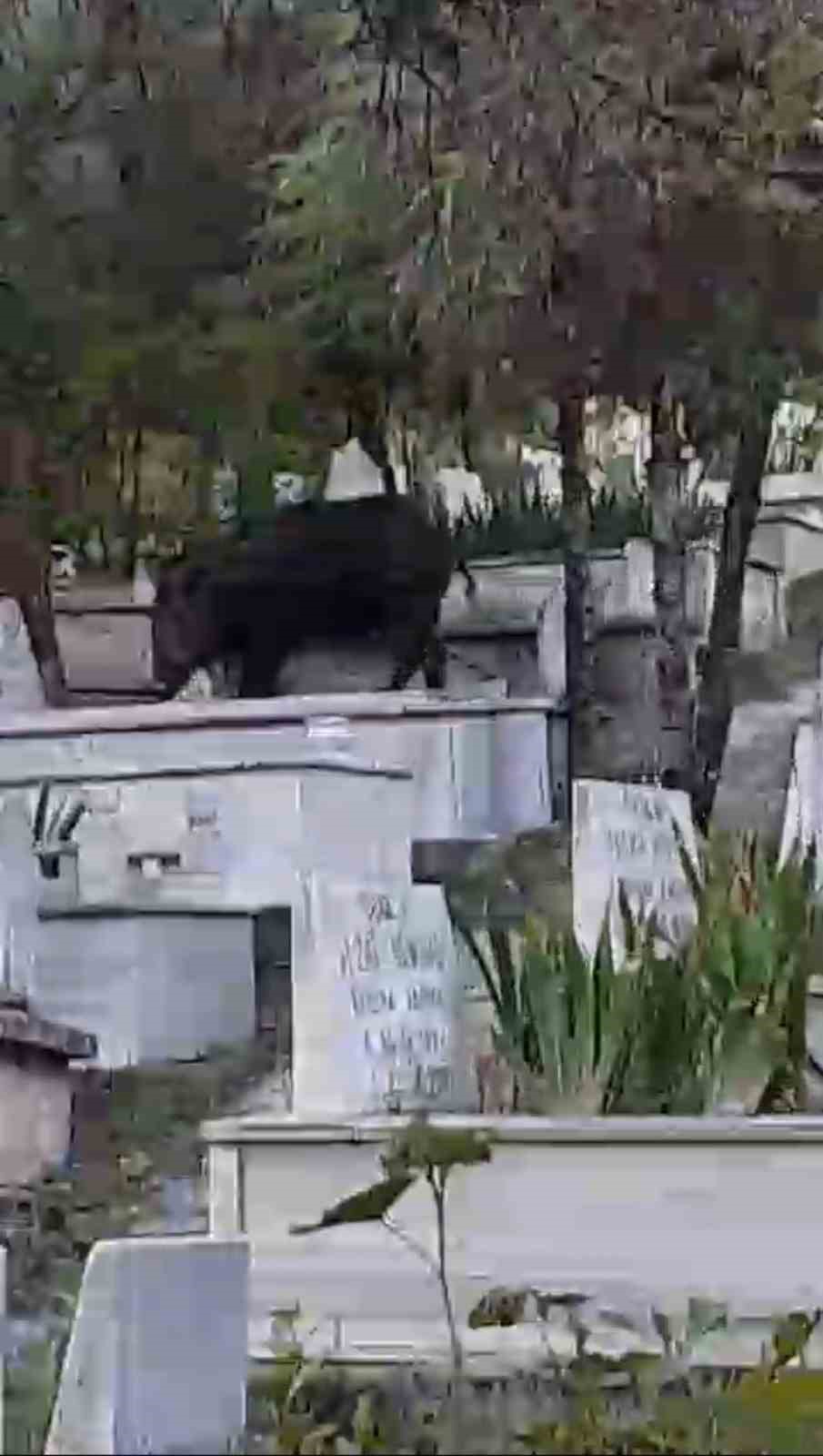 Mezarların üzerine çıkıp otlanan yaban domuzu görüntülendi