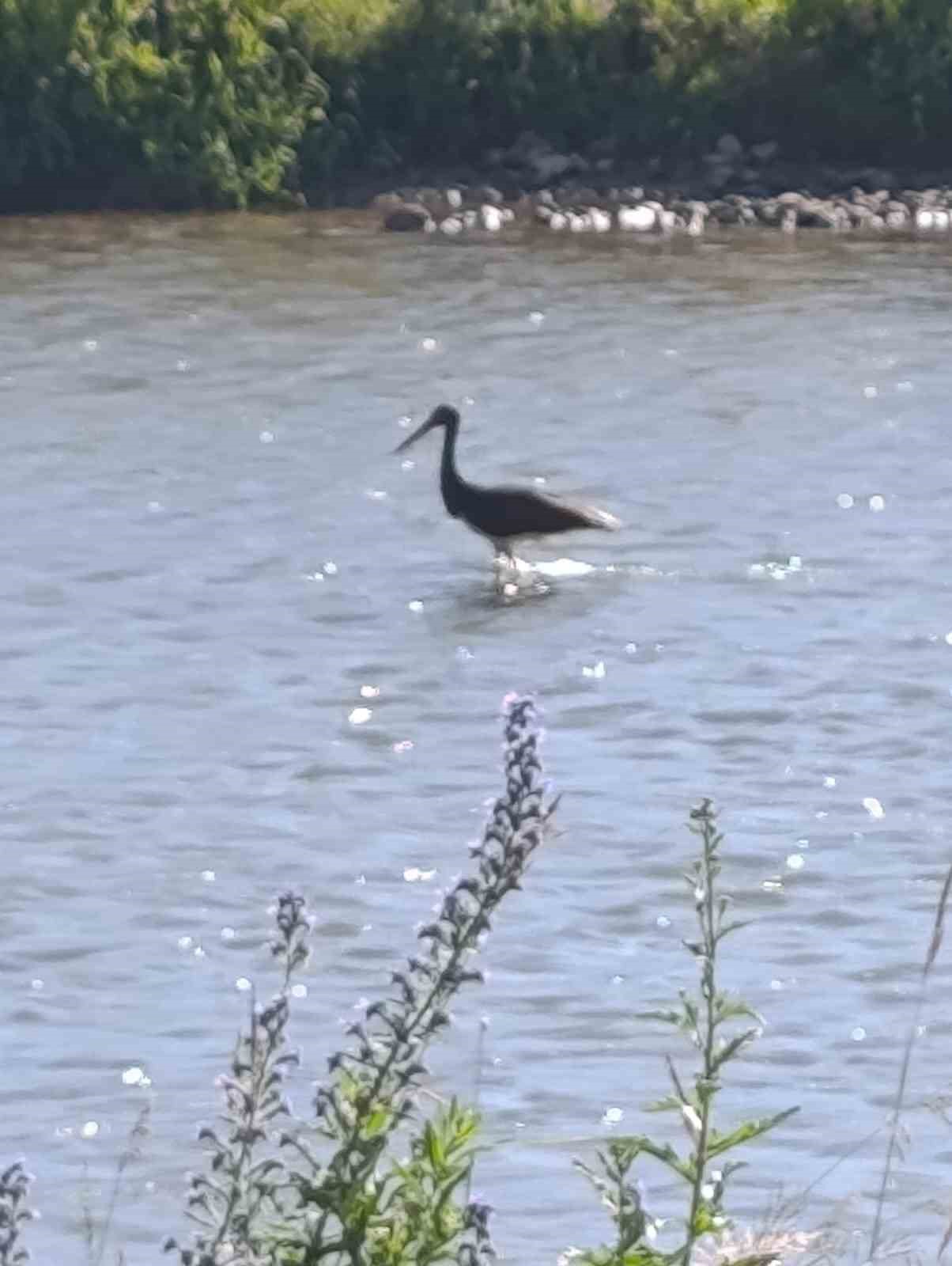 Çoruh Nehri'nde balık avlayan kara leylek kamerada